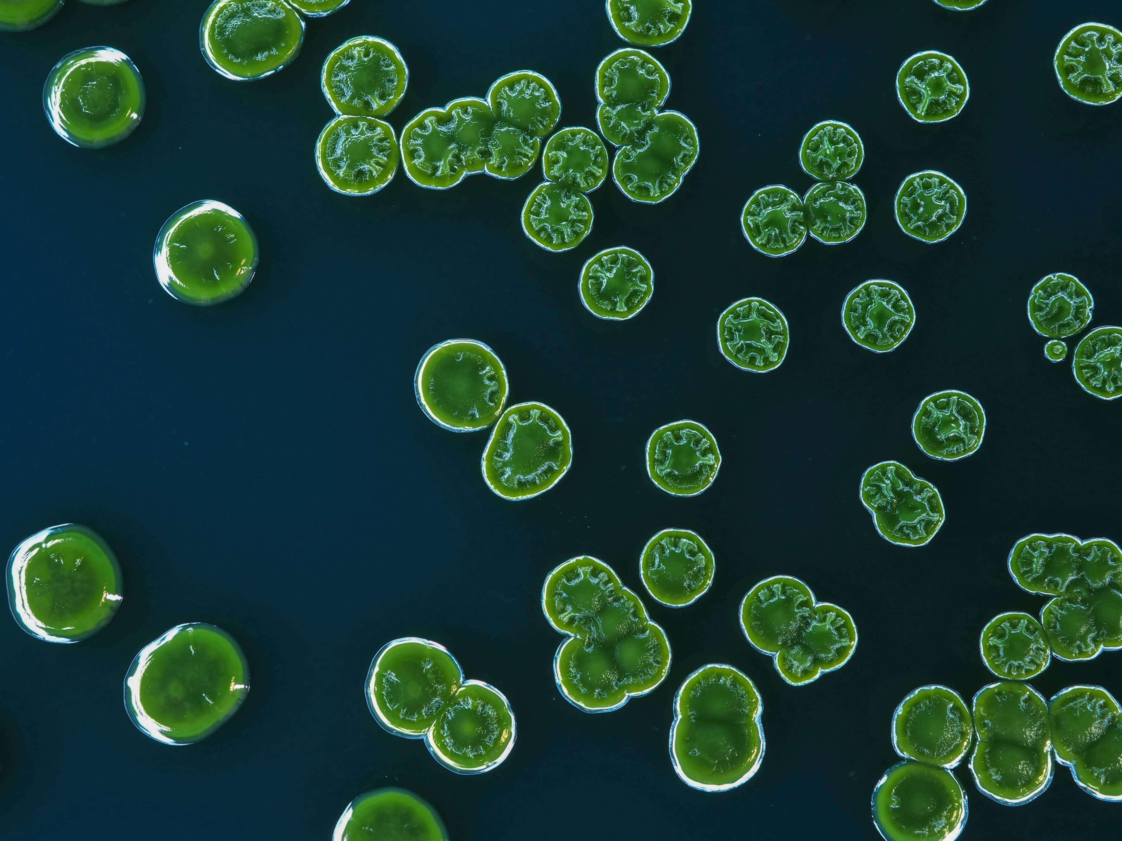 The Microbe That Can Survive Temperatures That Should Kill Almost Everything - Main image