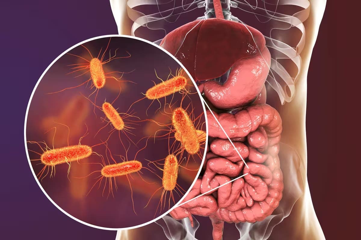 The Human Microbiome - Are Gut Bacteria Really the "Second Brain"? - Featured image