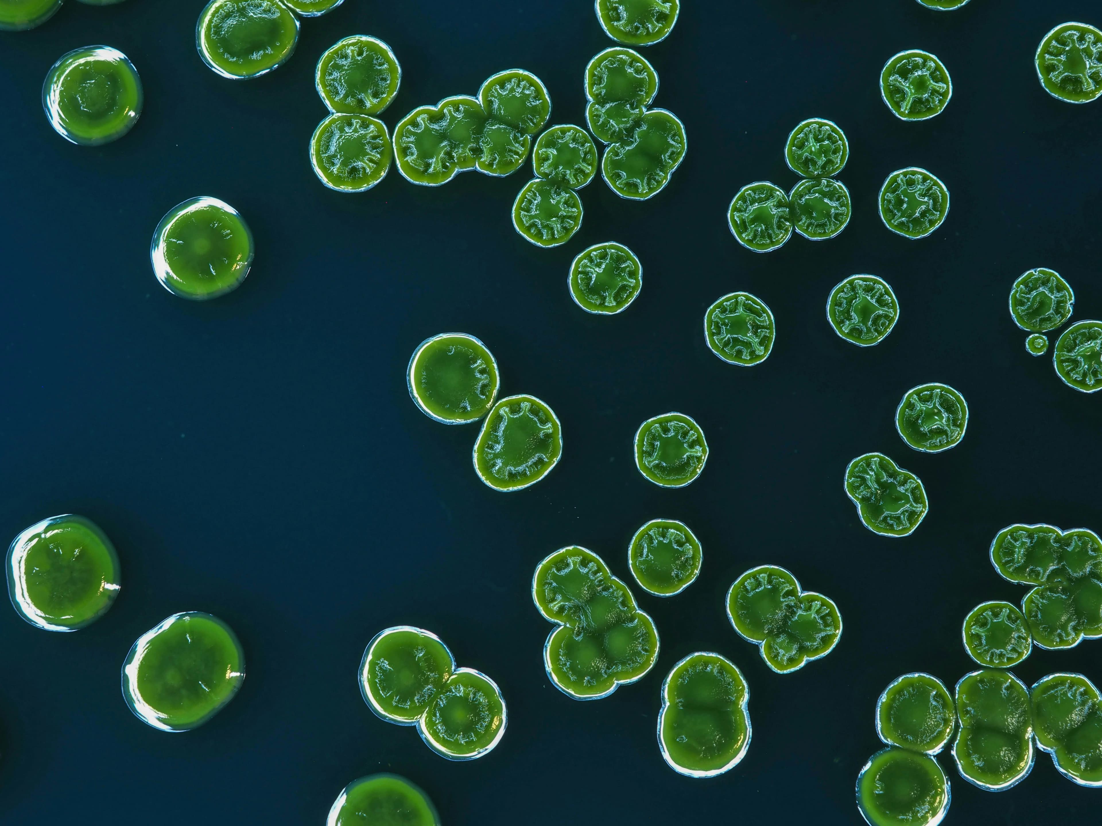 The Microbe That Can Survive Temperatures That Should Kill Almost Everything - Featured image
