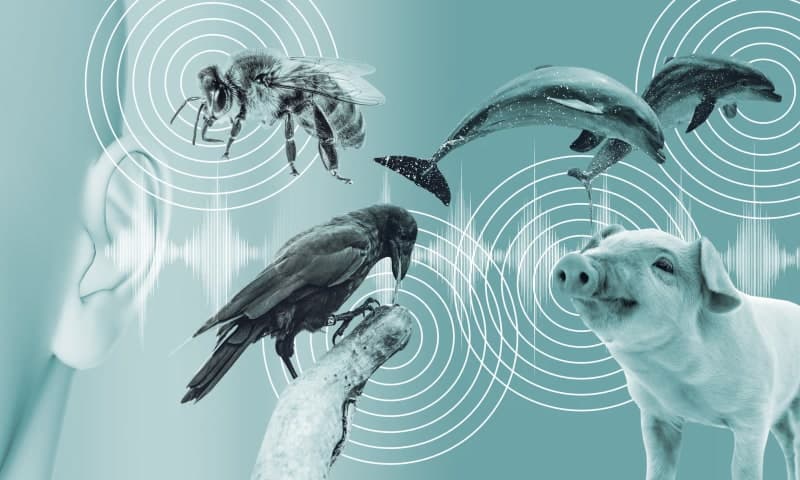 Decoding Animal Communication - Are We Getting Closer to 'Talking' to Animals? - Featured image