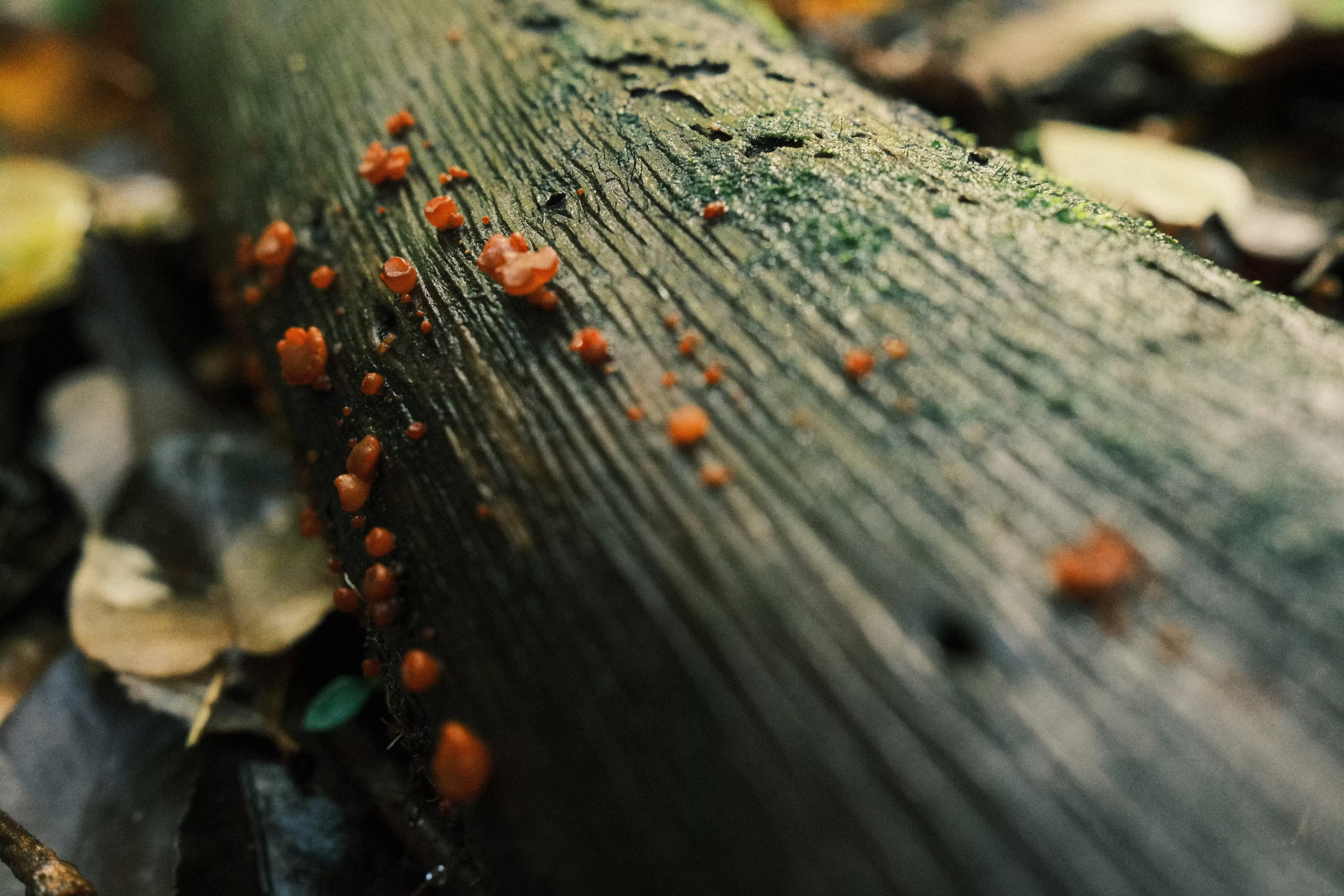 The Strange Animals That Defy Everything We Thought We Knew About Biology - Main image